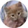 Stevie Holcomb avatar ginger tabby kitten Cuddles from Three's Company episode Look What I've Found