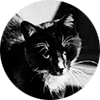 Ted Davis avatar tuxedo cat from Der Hund von Baskervilles