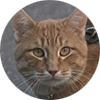 T.j. Dotson avatar ginger tabby Tonto from Harry and Tonto
