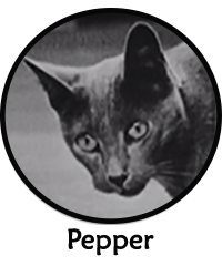 Pepper the cat silent actress comedianne