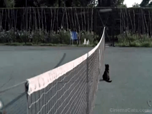 Accident - black cat playing with net on tennis court animated gif