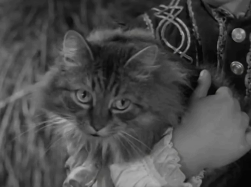 The Adventures of Robin Hood - The Final Tax - large longhair tabby cat Peterkin startled by approaching horses animated gif