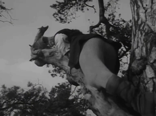 The Adventures of Robin Hood - The Final Tax - Tom Fred Goddard falling from tree trying to rescue large longhair tabby cat Peterkin animated gif