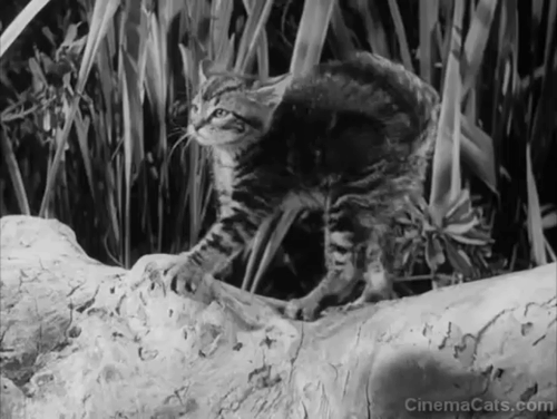 Africa Screams - tabby kitten snarling at Stanley Livingston Lou Costello