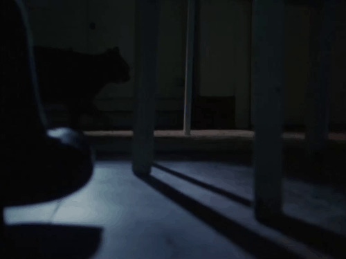 Agatha Christie’s Miss Marple - The Murder at the Vicarage - tabby cat being given a saucer of milk in dark kitchen animated gif