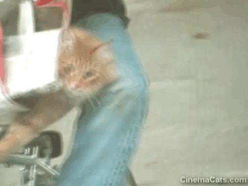 Alexander Baxter - longhair ginger tabby cat riding on paperboy's bike animated gif