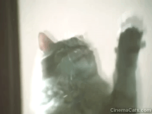 Alexander Baxter - longhair ginger tabby cat waving paws in air animated gif