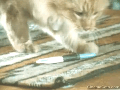 Alexander Baxter - longhair ginger tabby cat fetching pen for Debbie Nicole Marie Torrence animated gif