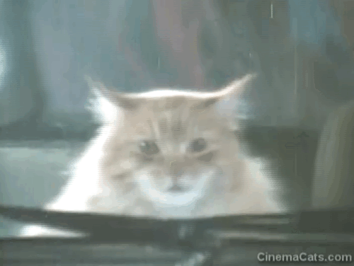 Alexander Baxter - longhair ginger tabby cat in car going through car wash animated gif
