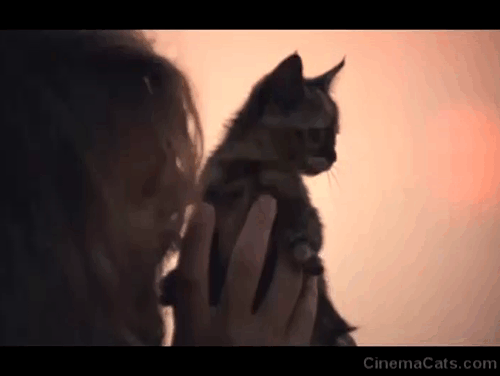 Alex in Wonderland - Alex Donald Sutherland holding up tortoiseshell kitten Vicky animated gif