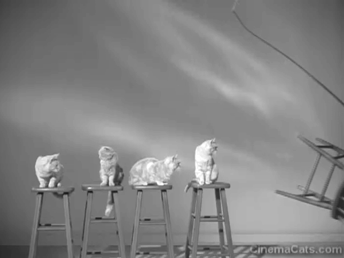 Alfred Hitchcock Presents - Craig's Will - four tabby cats on chairs and Alfred Hitchcock approaching with chair and whip animated gif