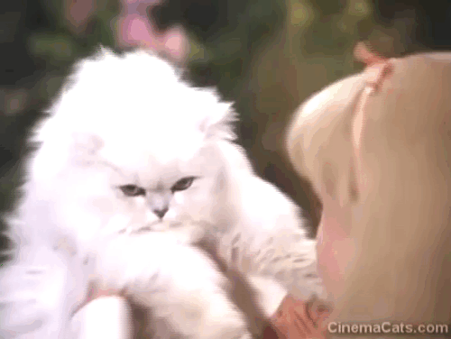 Alice in Wonderland - Alice Natalie Gregory holding up Persian white cat Dinah and hugging her animated gif