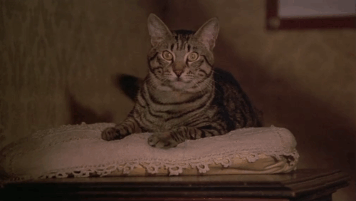 Allonsanfàn - Fulvio Marcello Mastroianni staring at brown tabby cat with piercing green eyes animated gif