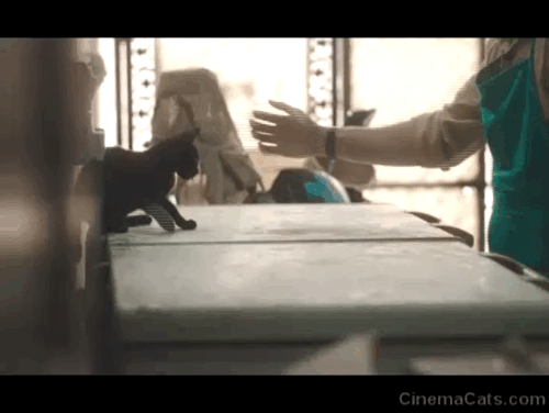 All That Breathes - black kitten being shooed off freezer animated gif