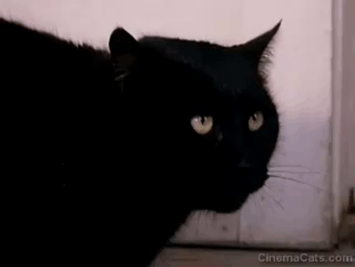 Amanda & the Alien - black cat hissing at alien Connie Alex Meneses animated gif