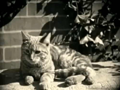 Among Those Present - tabby cat sitting on bench and dog chases animated gif