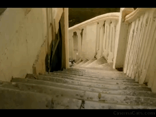 AndhaDhun - tuxedo cat Rani running up stairs animated gif