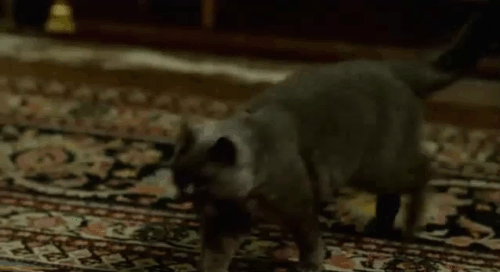 Angel - blue shorthair cat picked up by Romola Garai with Gilbright Sam Neill and Hermione Charlotte Rampling animated gif