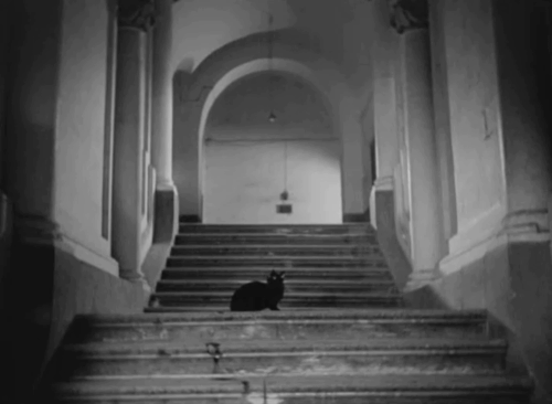 Anni Difficili - Aldo Umberto Spadaro trying to walk around black cat on stairs animated gif