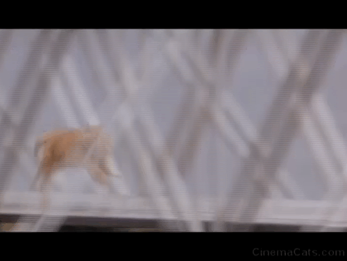 Another Stakeout - ginger tabby cat being chased by rotweiller dog Archie across bridge animated gif