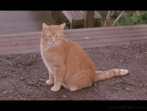 Another Stakeout - ginger tabby cat being chased by rotweiller dog Archie animated gif