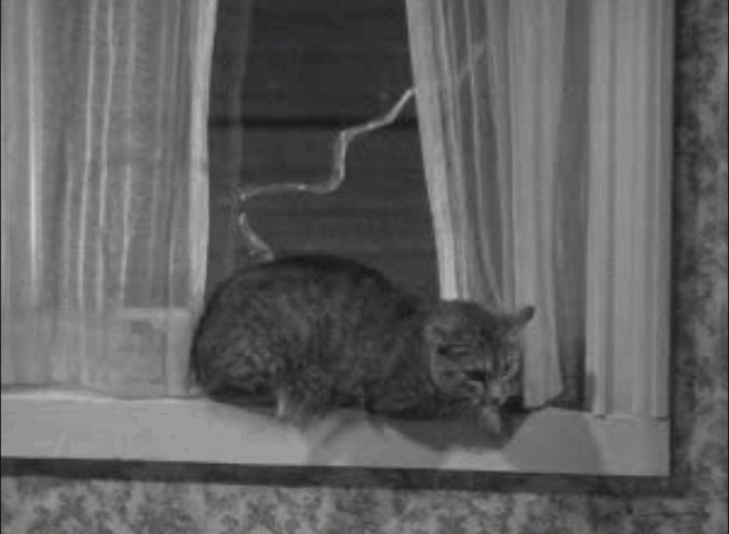 Another Thin Man - tabby cat arching back in windowsill