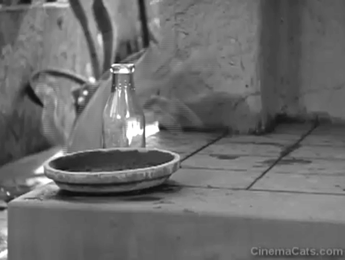 Another Wild Idea - tabby cat steps on porch, sees Charley Chase as Henry the 8th sleeping standing up and runs away animated gif