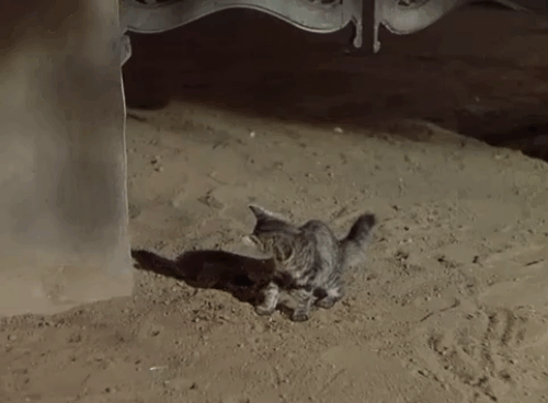 Apache Drums - Chaco Chinto Guzman pouring milk for grey tabby kitten who is scared by gunshot animated gif