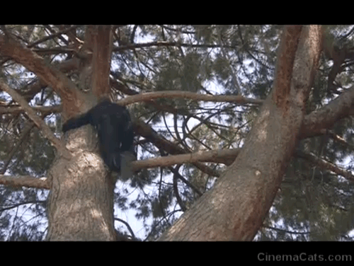 Armed and Dangerous - Frank John Candy trying to rescue tabby kitten from tree animated gif