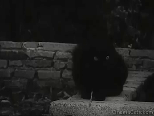 Monstrosity - The Atomic Brain - black cat Xerxes on wall animated gif