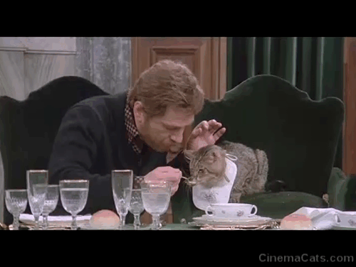 Attenti al Buffone - brown tabby cat Wolfgang Amadeus being fed with spoon by Marcello Nino Manfredi animated gif