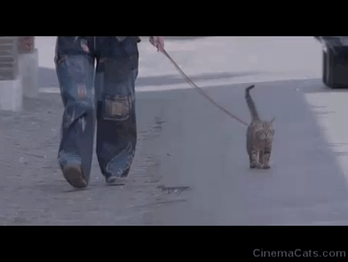 Attenti al Buffone - brown tabby cat Wolfgang Amadeus walking on leash down street beside Marcello Nino Manfredi animated gif