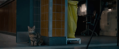 The Autopsy of Jane Doe - Mr. Tilden Brian Cox scolding hissing torbie cat Stanley Sydney animated gif
