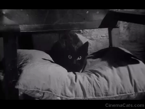 The Awful Dr. Orlof - Gritos en la Noche - camera zooming in on black cat on pillow animated gif
