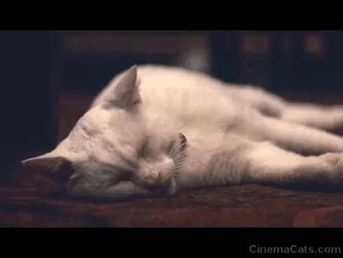 Babel - white cat lying on floor animated gif