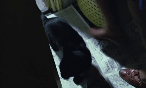 Baby Love - Luci Linda Hayden noticing bloody pawprints left by black cat entering through door animated gif