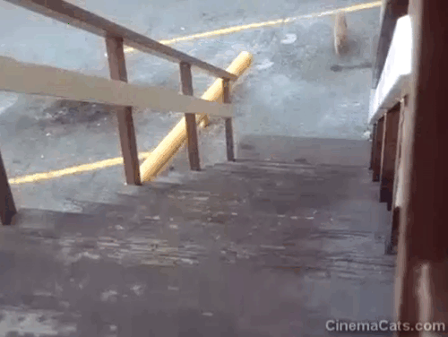 The Bad Seed - ginger tabby cat running up tall wooden staircase to get to bowl of milk animated gif