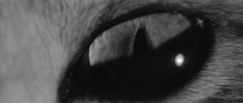 Bakeneko - Yuri Yuriko Mishima transitioning from tabby and white cat Tama animated gif