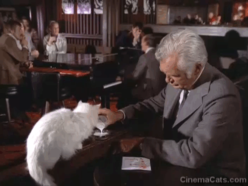 Barnaby Jones - See Some Evil, Do Some Evil - longhair white cat having milk poured by Buddy Ebsen in bar animated gif