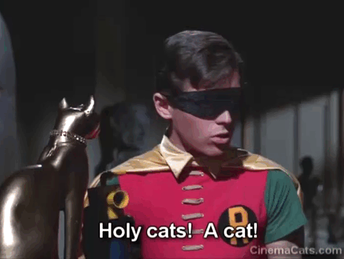 Batman - The Purr-fect Crime - Robin Burt Ward attacked by black cat and knocked down animated gif