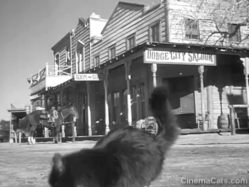 Bat Masterson - Romany Knives - longhair tuxedo cat close to camera in front of town animated gif