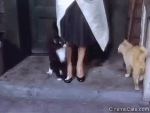 Beau James - tuxedo with ginger tabby and Siamese cat fighting at woman's feet animated gif