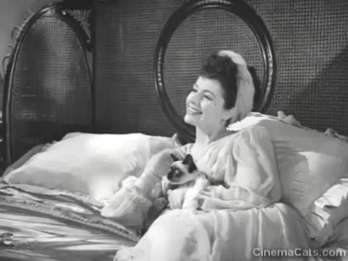 Bedelia - Bedelia Margaret Lockwood in bed with Siamese kitten reaching for Charlie Ian Hunter animated gif