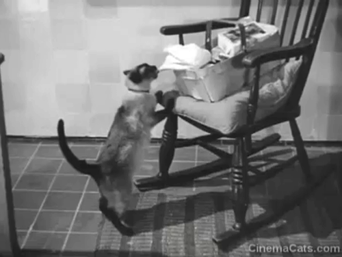 Bedelia - Bedelia Margaret Lockwood and Charlie Ian Hunter watching Siamese cat Topaz Sheba getting into wrapped fish animated gif