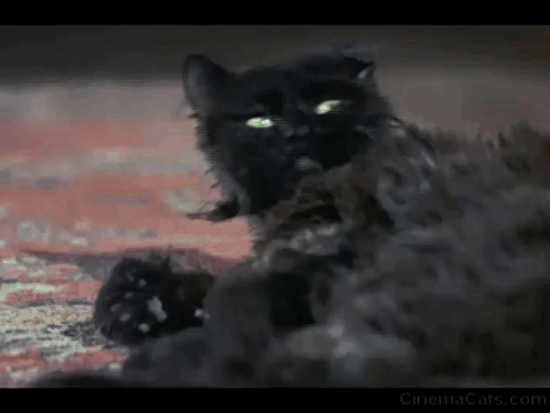 Bedknobs and Broomsticks - ragged black cat Cosmic Creepers looking startled animated gif