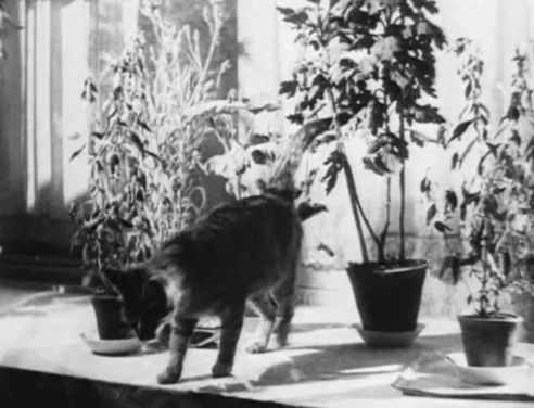 Bed and Sofa - tabby cat moving to bed to wake up Liuda Lyudmila Semyonova and Kolia Nikolay Batalov animated gif