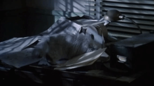 The Being - small silver Persian cat on desk with face stuck in styrofoam cup animated gif