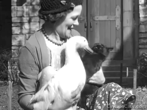 Believe it or Not - Mrs. Elizabeth Davis with four legged duck Al Drake and black cat animated gif