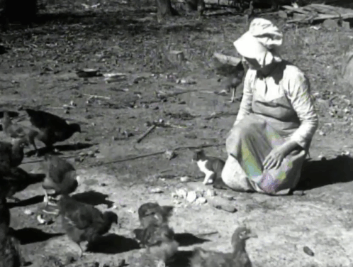 Believe it or Not - Mrs. R.L. Stanford with hairy chickens and tabby and white kitten animated gif