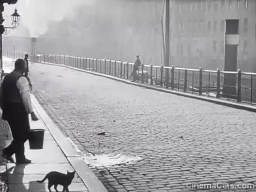 Berlin: Symphony of a Great City - black cat on sidewalk as man pours bucket of water into street animated gif